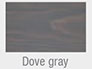 gray dove